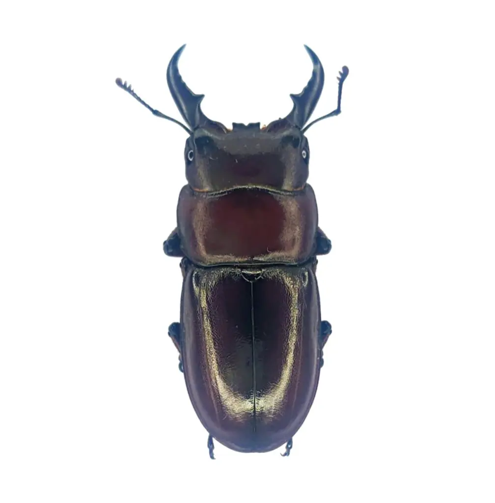 ☆カブトムシやクワガタの飼育で毎日の出来事♪ - DORCUS Communications