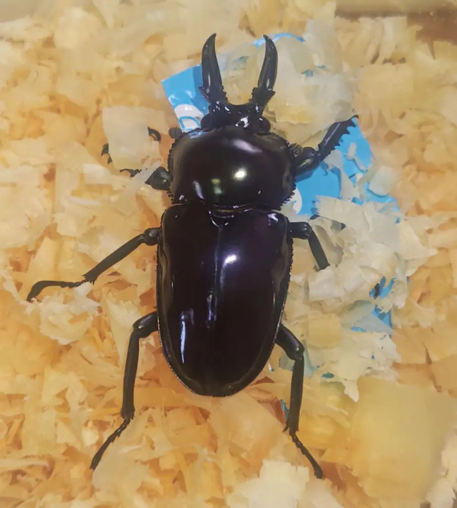 ☆カブトムシやクワガタの飼育で毎日の出来事♪ - DORCUS Communications