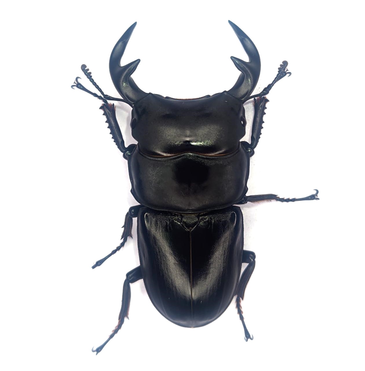 グランディス（ラオス）　７４mmペア！