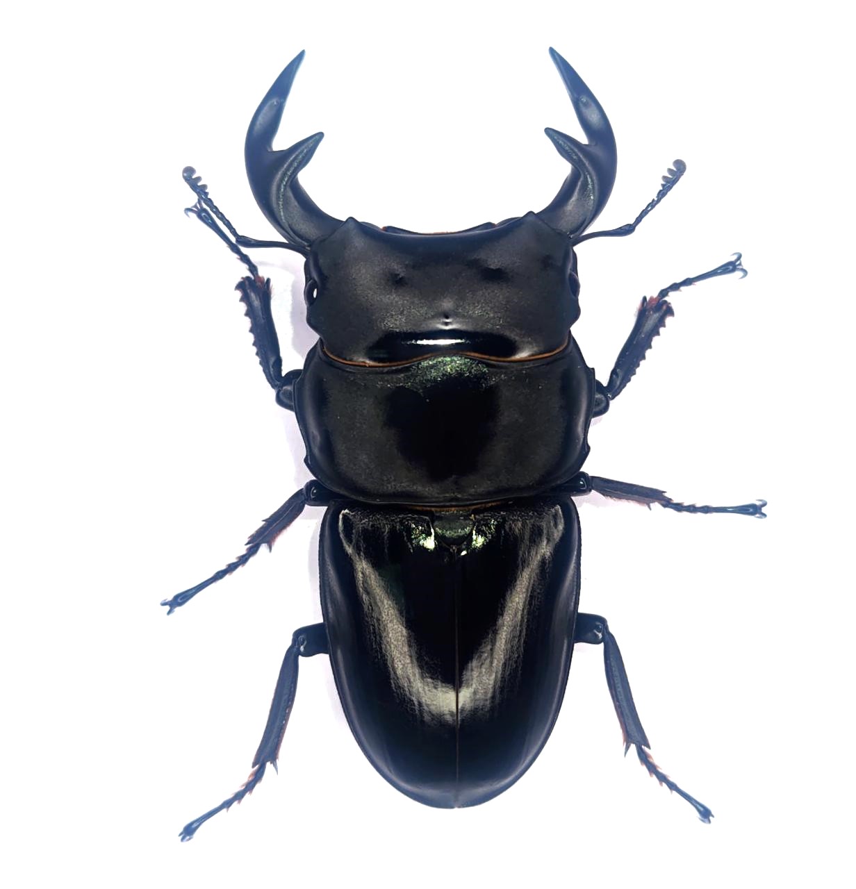 グランディス（ベトナム）　７６mmペア！