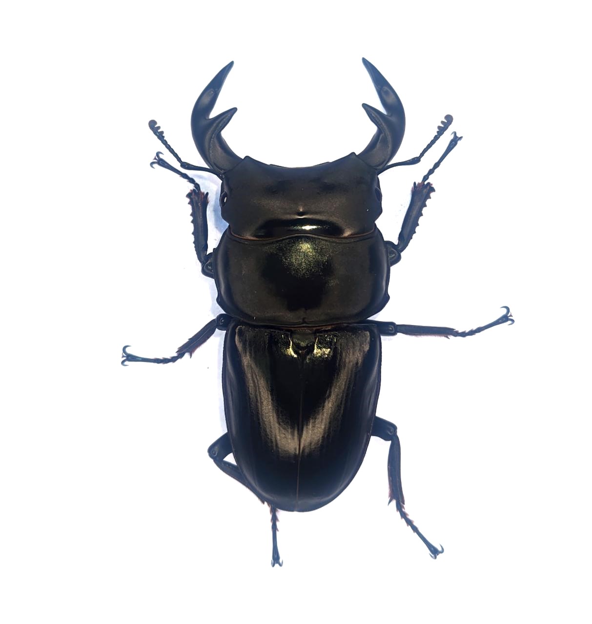 グランディス（ベトナム）　８０mmペア！