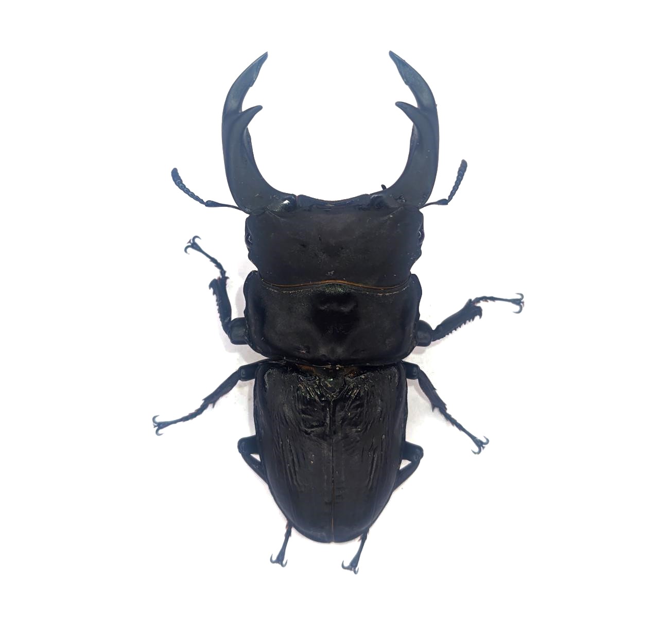 久留米市産オオクワガタ　８５.６mm　オス単品！