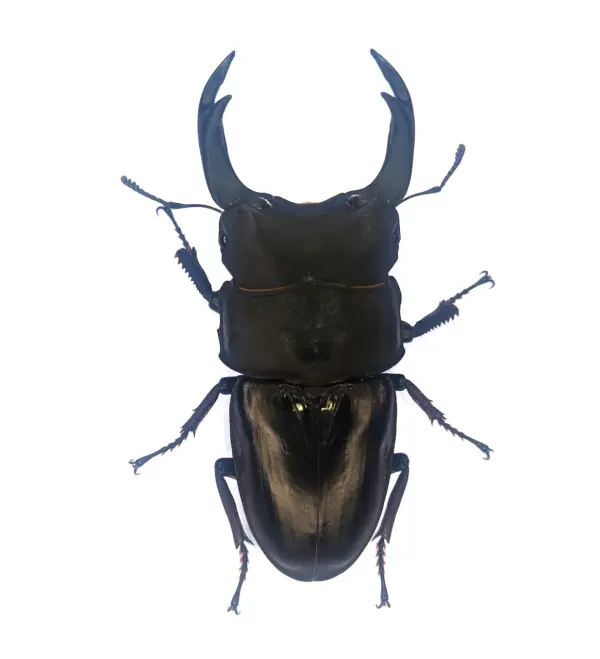 能勢SR血統オオクワガタ 83.0mmペア！ - DORCUS Communications