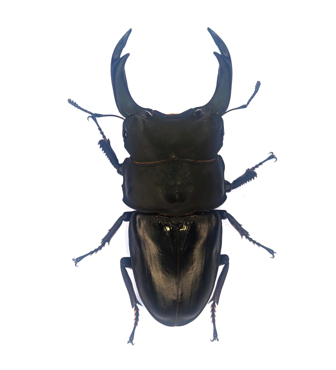 能勢ＳＲ血統オオクワガタ　８３.０mmペア！