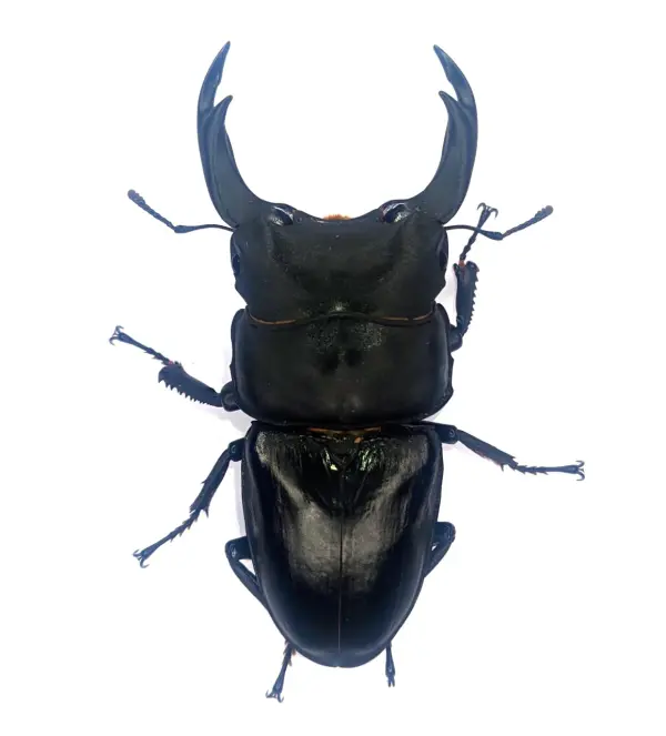 能勢SRオオクワガタ 84.7mmペア！ - DORCUS Communications