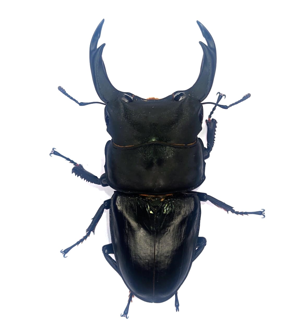 能勢ＳＲオオクワガタ　８４.７mmペア！