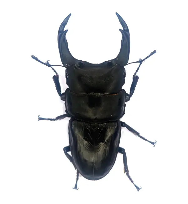 能勢SRオオクワガタ 87.6mmペア！ - DORCUS Communications