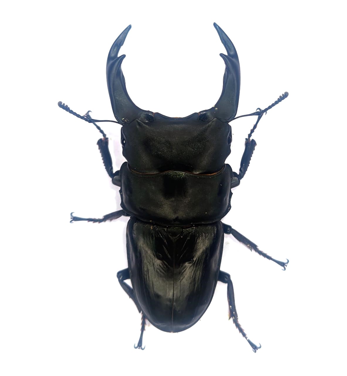 能勢ＳＲオオクワガタ　８７.６mmペア！