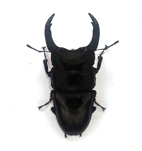 能勢YGオオクワガタ 86.4mmペア！ - DORCUS Communications