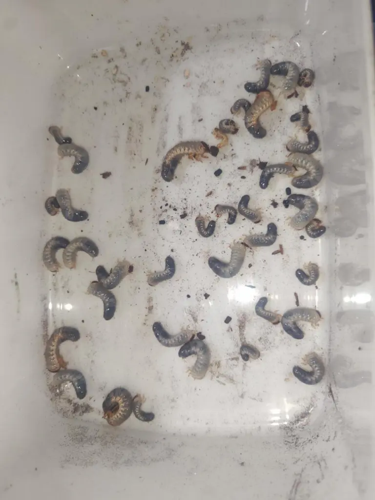 ☆カブトムシやクワガタの飼育で毎日の出来事♪ - DORCUS Communications