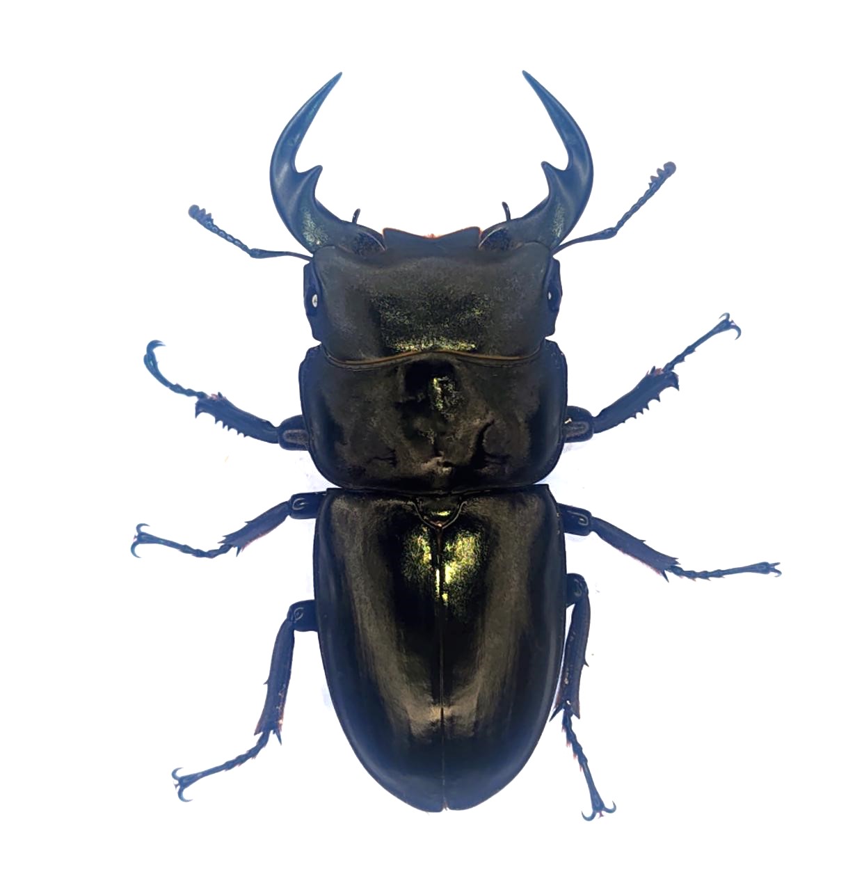 カミジョウオオクワ　６５.２mmペア！