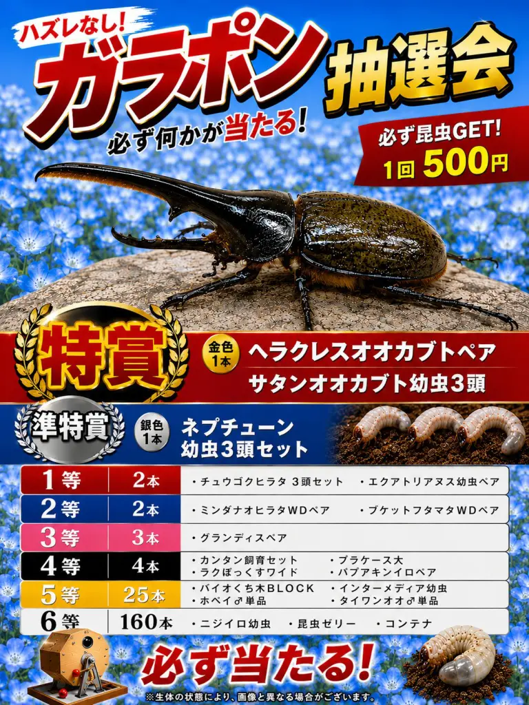 ☆カブトムシやクワガタの飼育で毎日の出来事♪ - DORCUS Communications