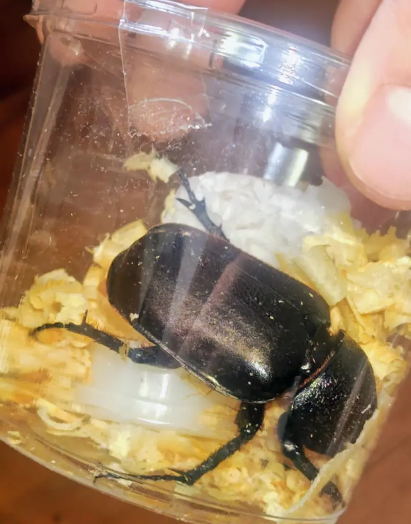 ☆カブトムシやクワガタの飼育で毎日の出来事♪ - DORCUS Communications