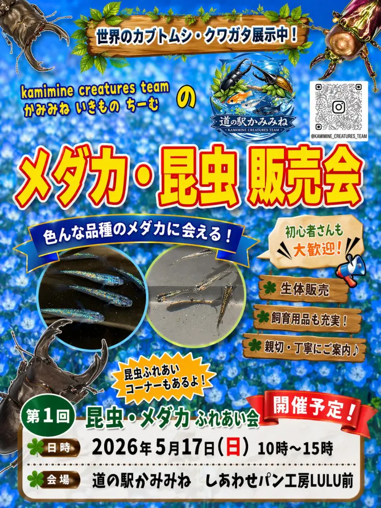 ☆カブトムシやクワガタの飼育で毎日の出来事♪ - DORCUS Communications
