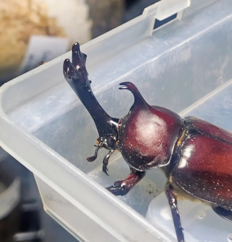 ☆カブトムシやクワガタの飼育で毎日の出来事♪ - DORCUS Communications