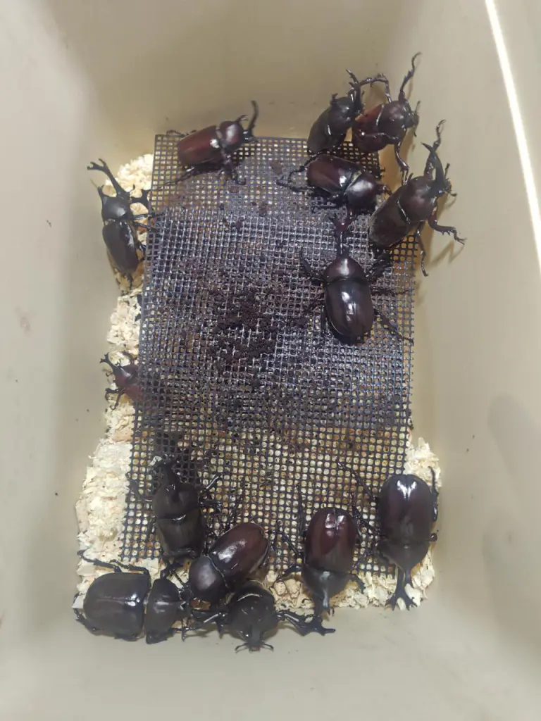 ☆カブトムシやクワガタの飼育で毎日の出来事♪ - DORCUS Communications