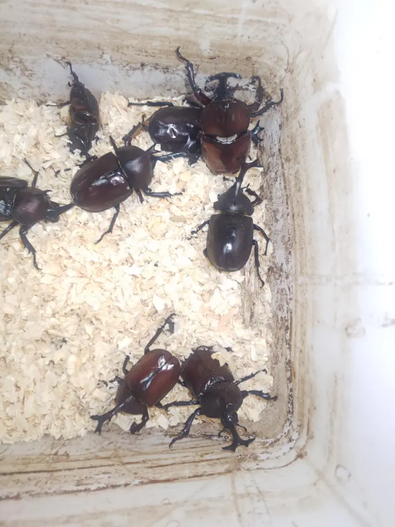 ☆カブトムシやクワガタの飼育で毎日の出来事♪ - DORCUS Communications