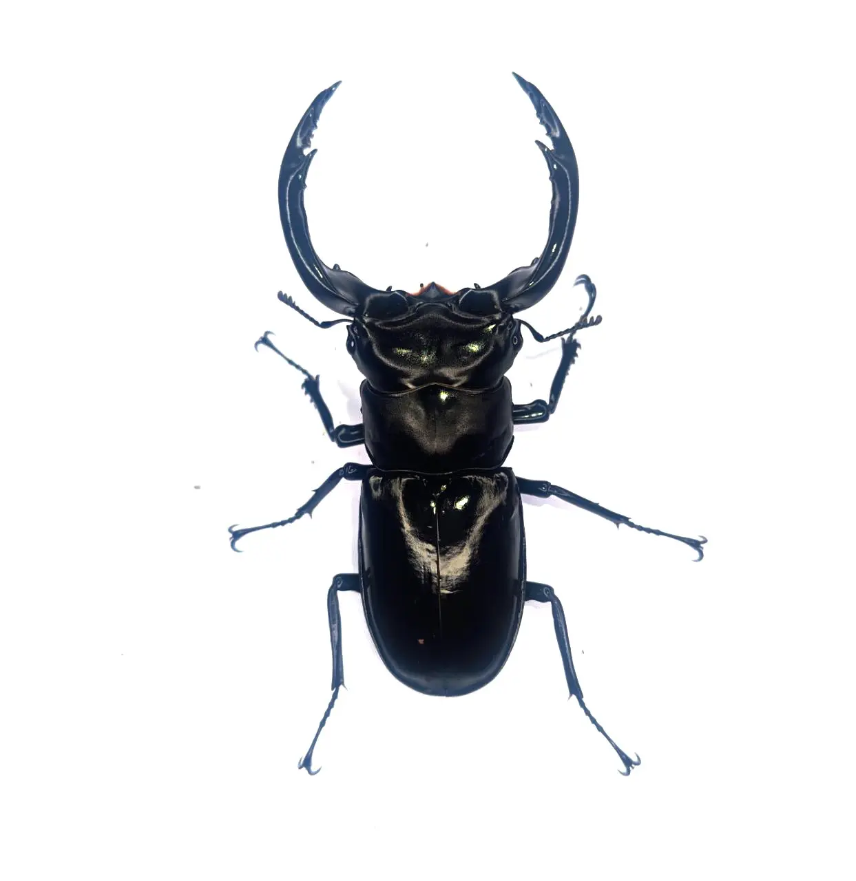 DORCUS Communications. - 佐賀県のクワガタ・カブトムシ専門店
